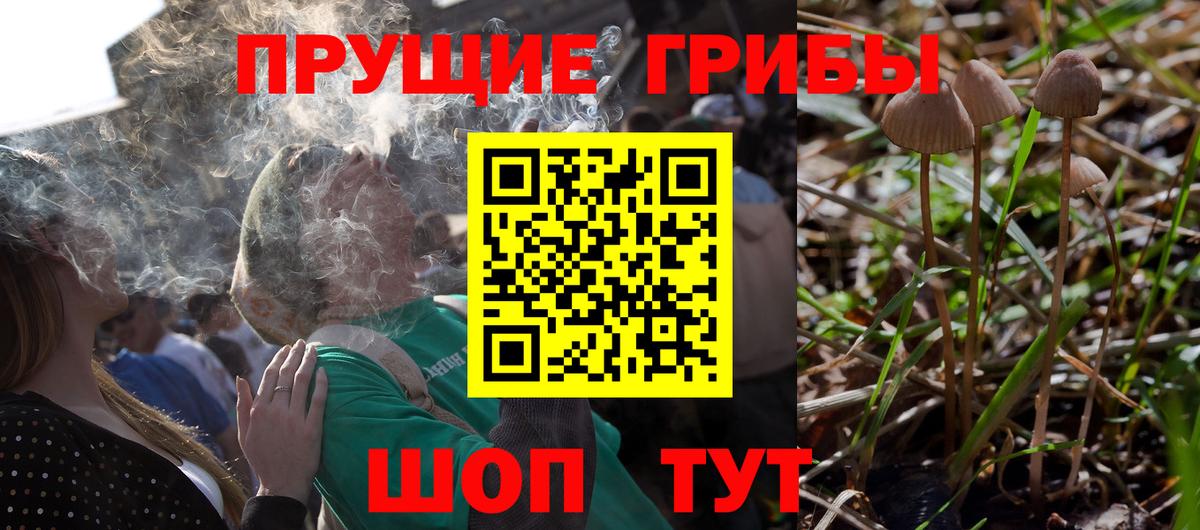 Псилоцибиновые грибы Psilocybe  Вход с VPN  Новозыбков 